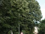 Sanderlauf-2016--0031.jpg